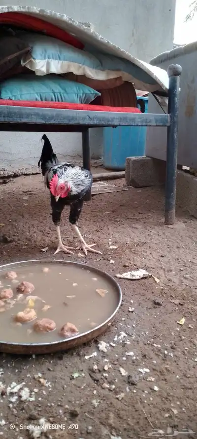 ديوك بلدي للبيع 6