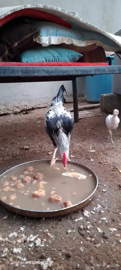 ديوك بلدي للبيع 5