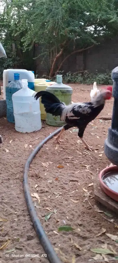 ديوك بلدي للبيع 12