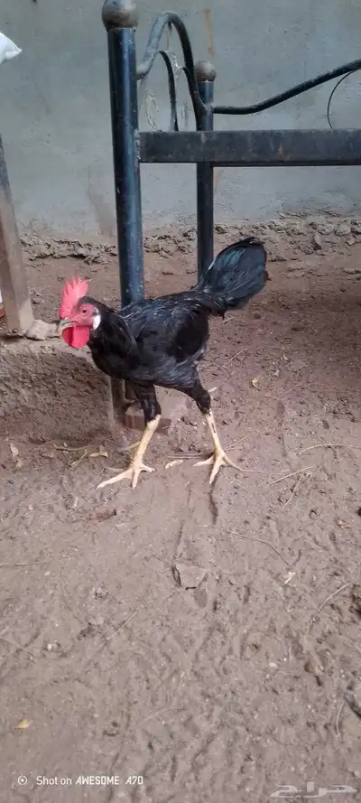 ديوك بلدي للبيع 14