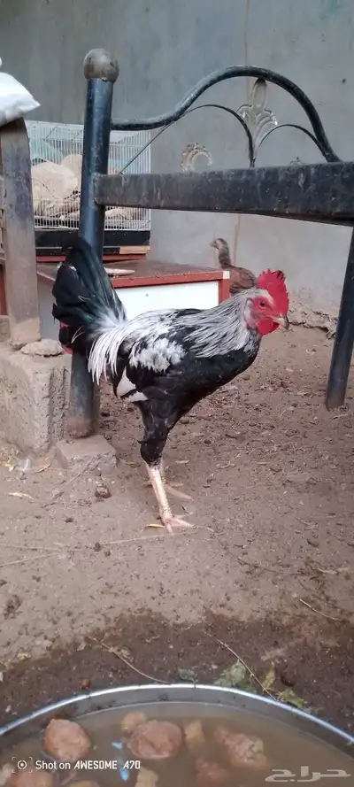 ديوك بلدي للبيع 9