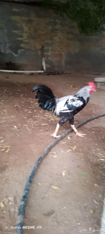 ديوك بلدي للبيع 10