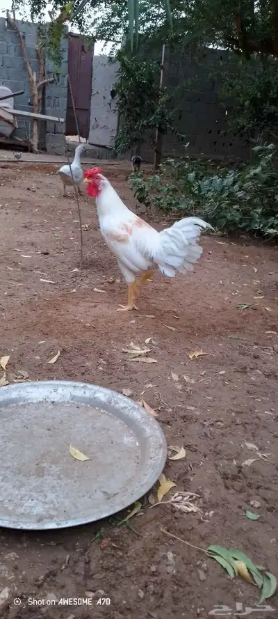 ديوك بلدي للبيع 2