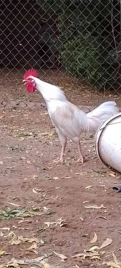 ديوك بلدي للبيع 0