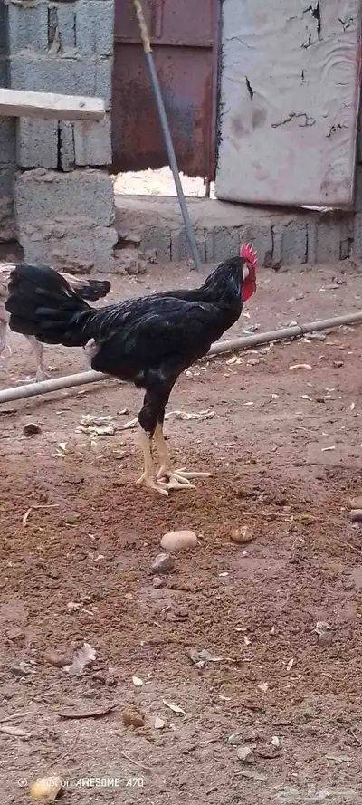 ديوك بلدي للبيع 8