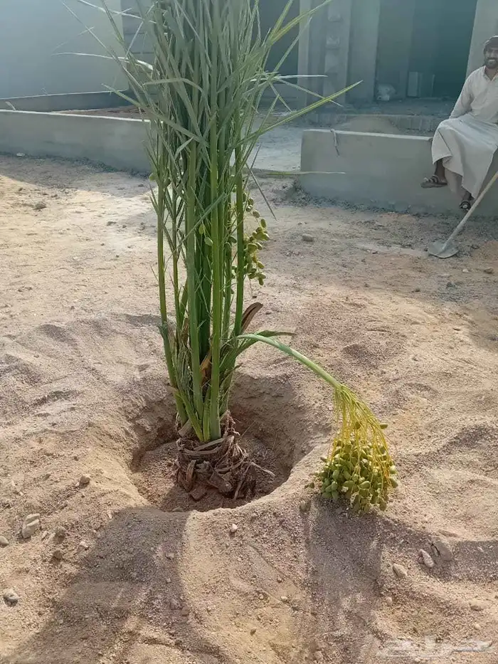 يوجد لدينا جميع انواع النخيل 8