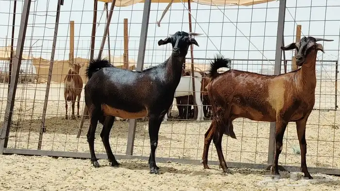 جفار طيبه وحده دافع واحد باقي حليب منوة القنا 0