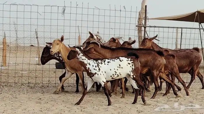 معزا محايليه طيبه دفيع ومضاريع 15