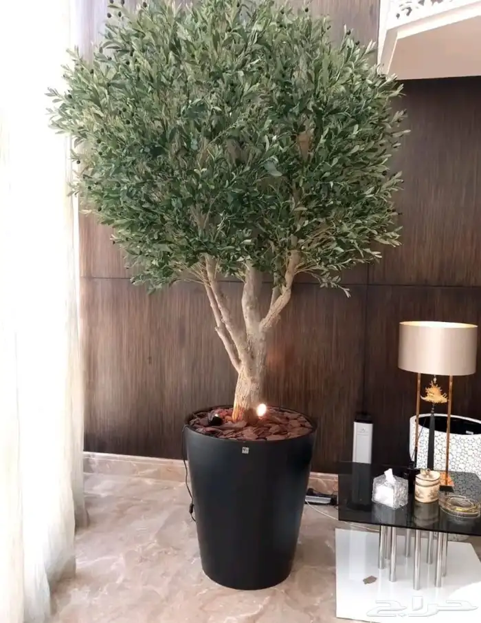 شجر زيتون جميع المقاسات 3