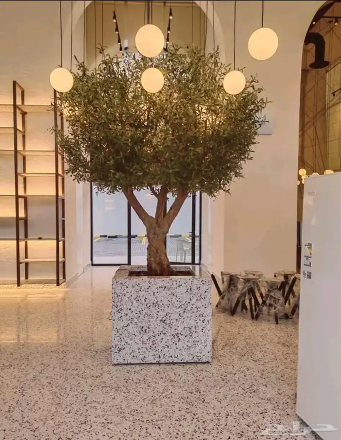 شجر زيتون جميع المقاسات 0