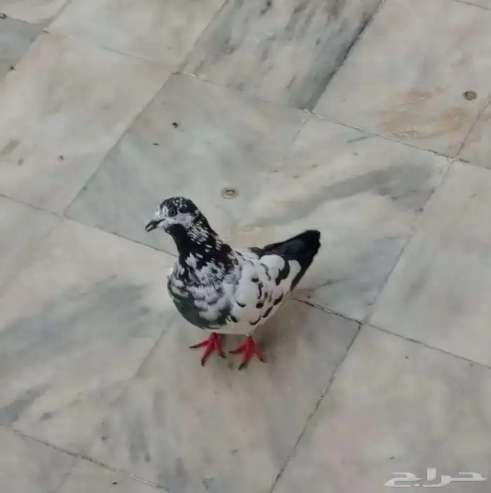 حمام للبيع 1