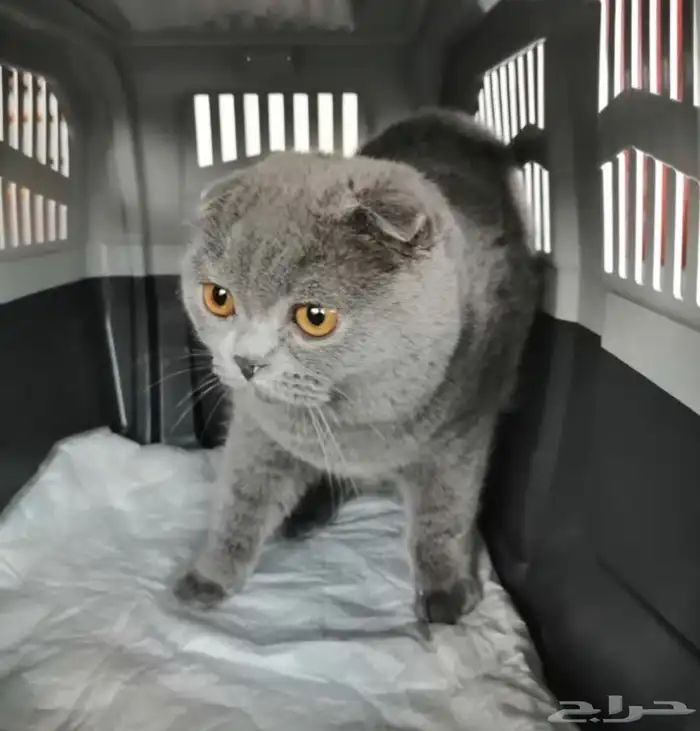 الشرقية_الرياض _المجمعة_القصيم _حايل_المدينه المنورة _والعكس 1