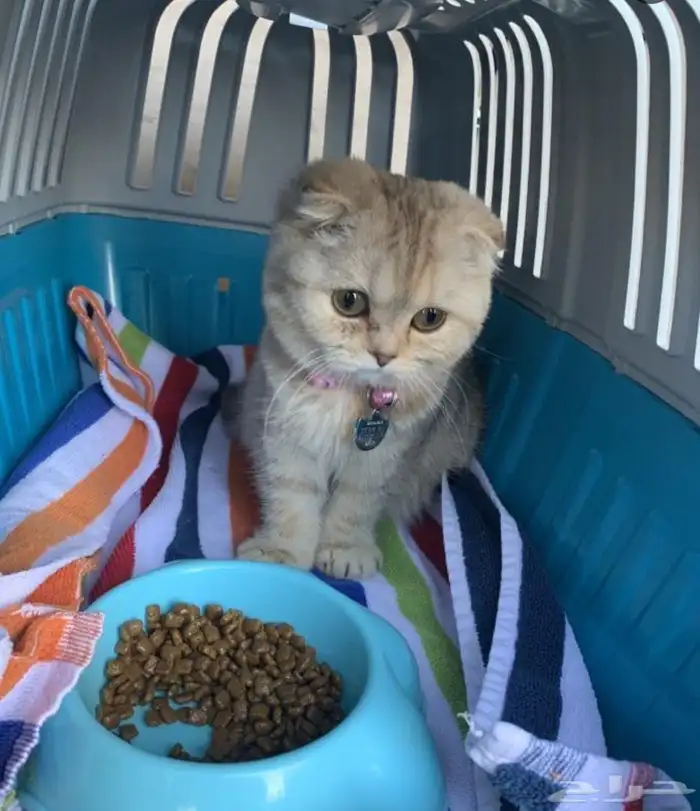 الشرقية_الرياض _المجمعة_القصيم _حايل_المدينه المنورة _والعكس 0