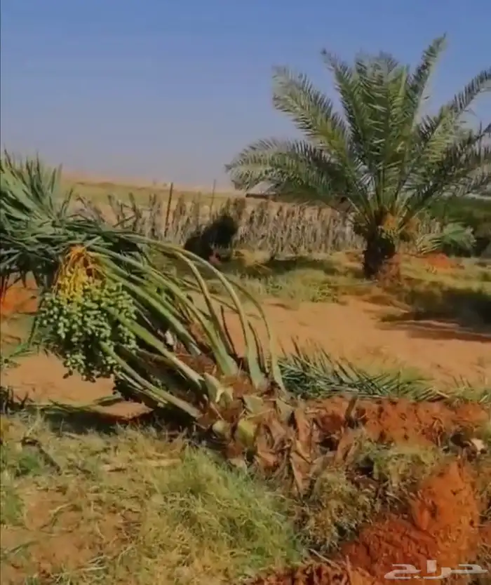 نخل للبيع شيشي سكري هلالي عجوه نخيل واشنطني سلج مجدول برني 6