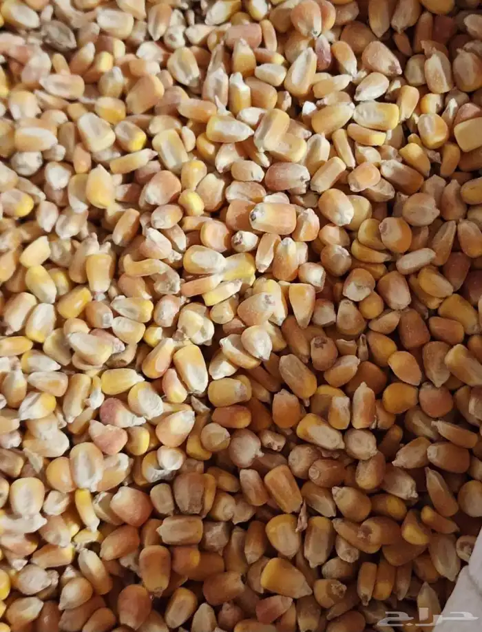 اعلاف لجميع انواع الحلال 3
