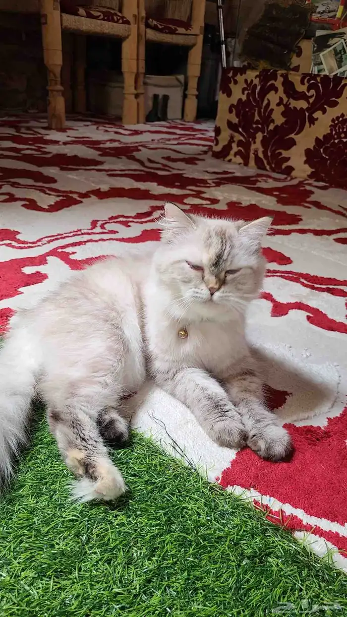 للبيع قطة شيرازية 2