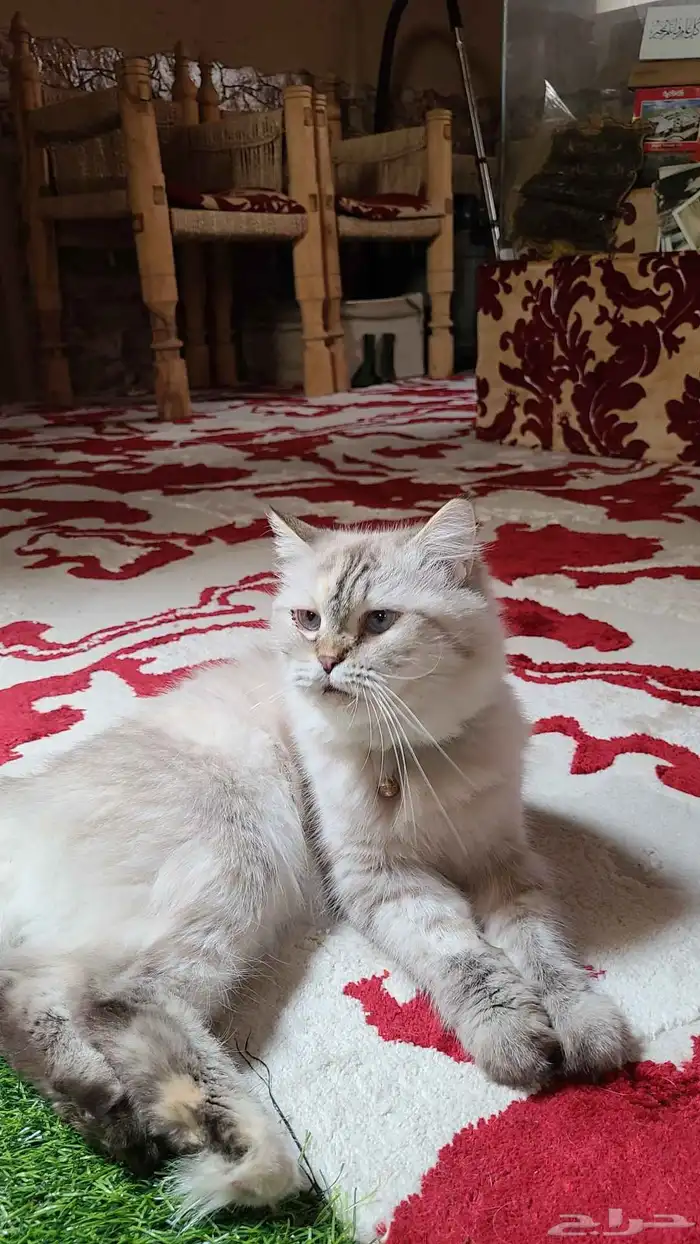 للبيع قطة شيرازية 0