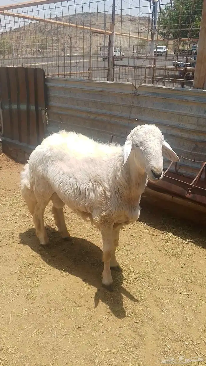 فحل حري للبيع 8