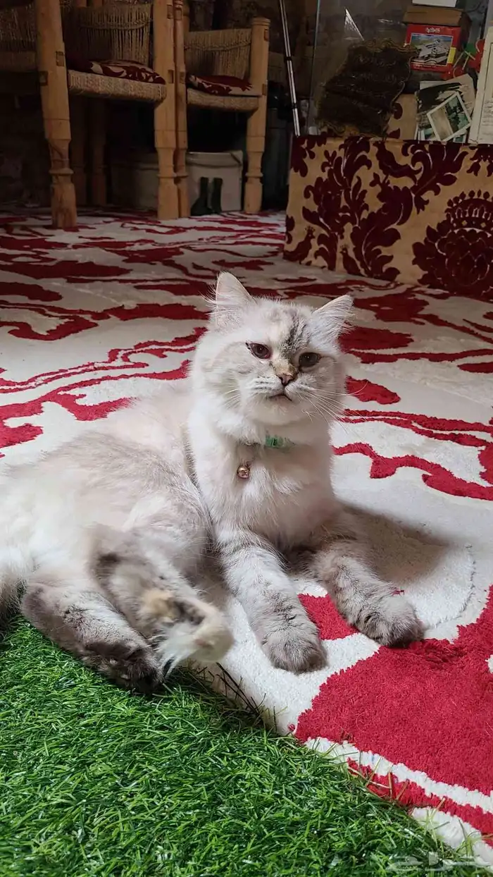 للبيع قطة شيرازية 3