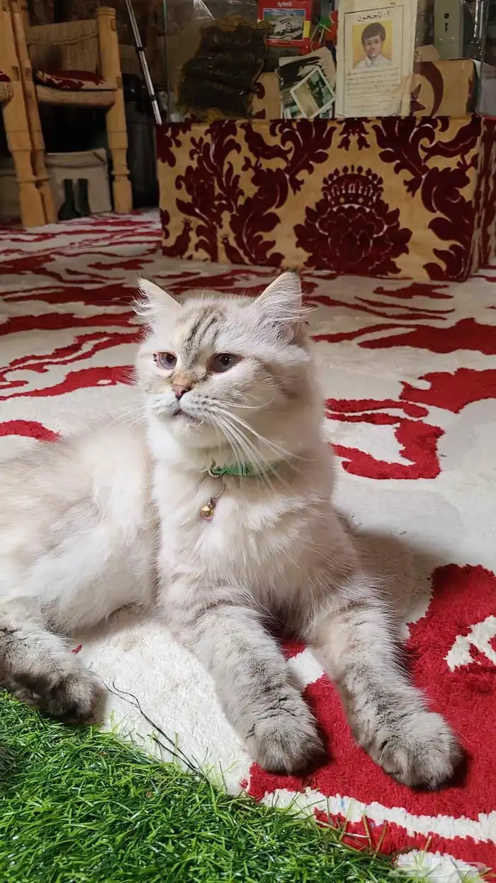 للبيع قطة شيرازية 1