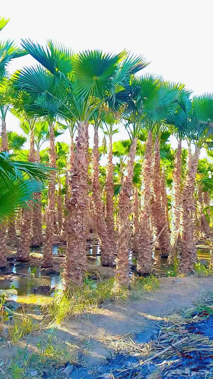 نخيل واشنطني 4