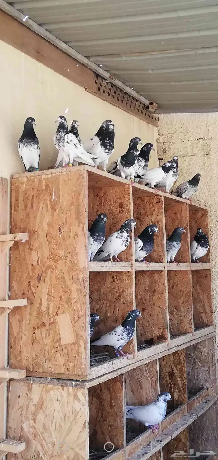 حمام باكستاني تيدي 0