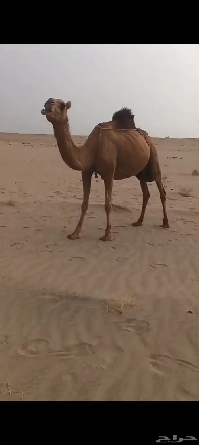 نياق سواحل 15 متن من 7500 تم البيع 15