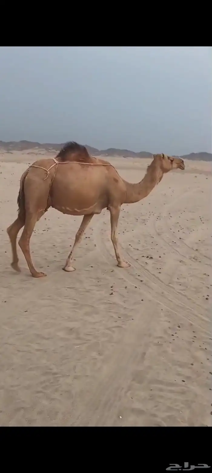 نياق سواحل 15 متن من 7500 تم البيع 17