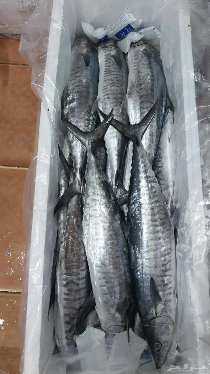 يوجد لدينا ا جميع انواع الاسماك الطازجه 3