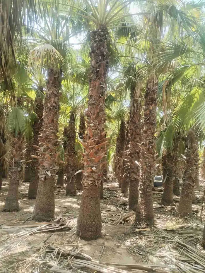 ابوياسين لبيع جميع انواع النخيل البلدي والواشنطن 0