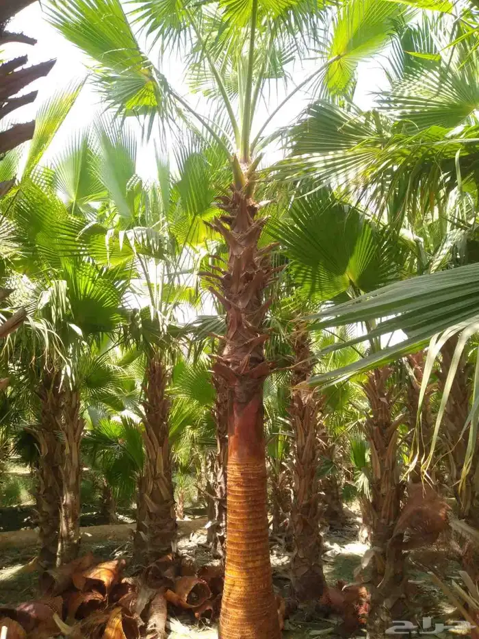 نخيل واشنطني 2