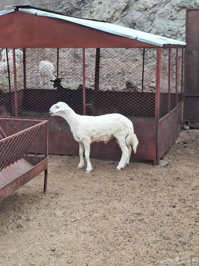 مشروع فحل والزين يفرض نفسه 0