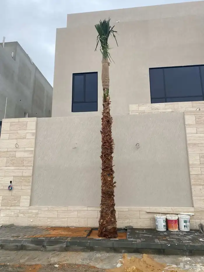 نخيل واشنطني 0