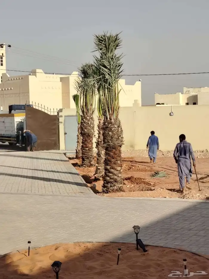 نخل للبيع شيشي سكري هلالي عجوه نخيل واشنطني سلج مجدول برني 5