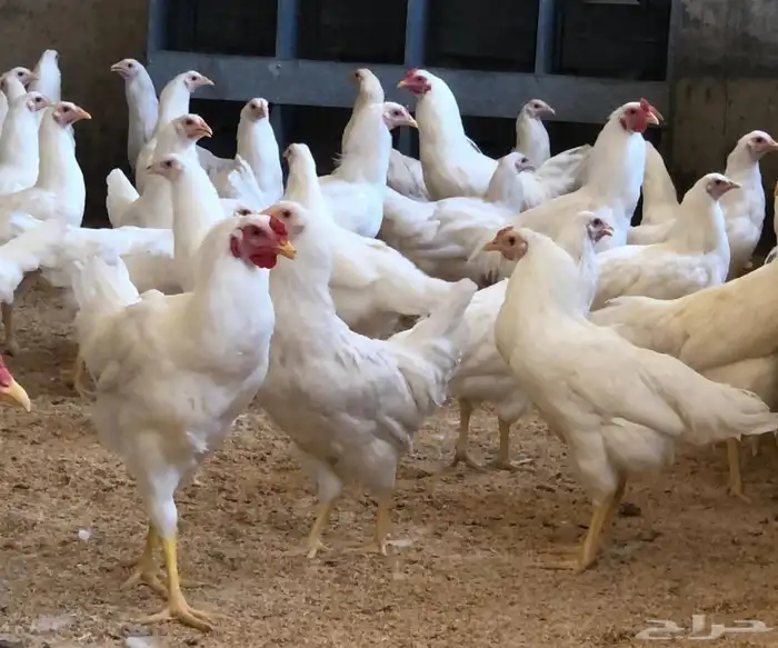 مشرف مزارع الدواجن وليه خبره عاليه في هذا المجال 7