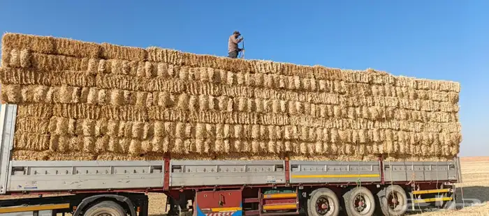 الطايف 0