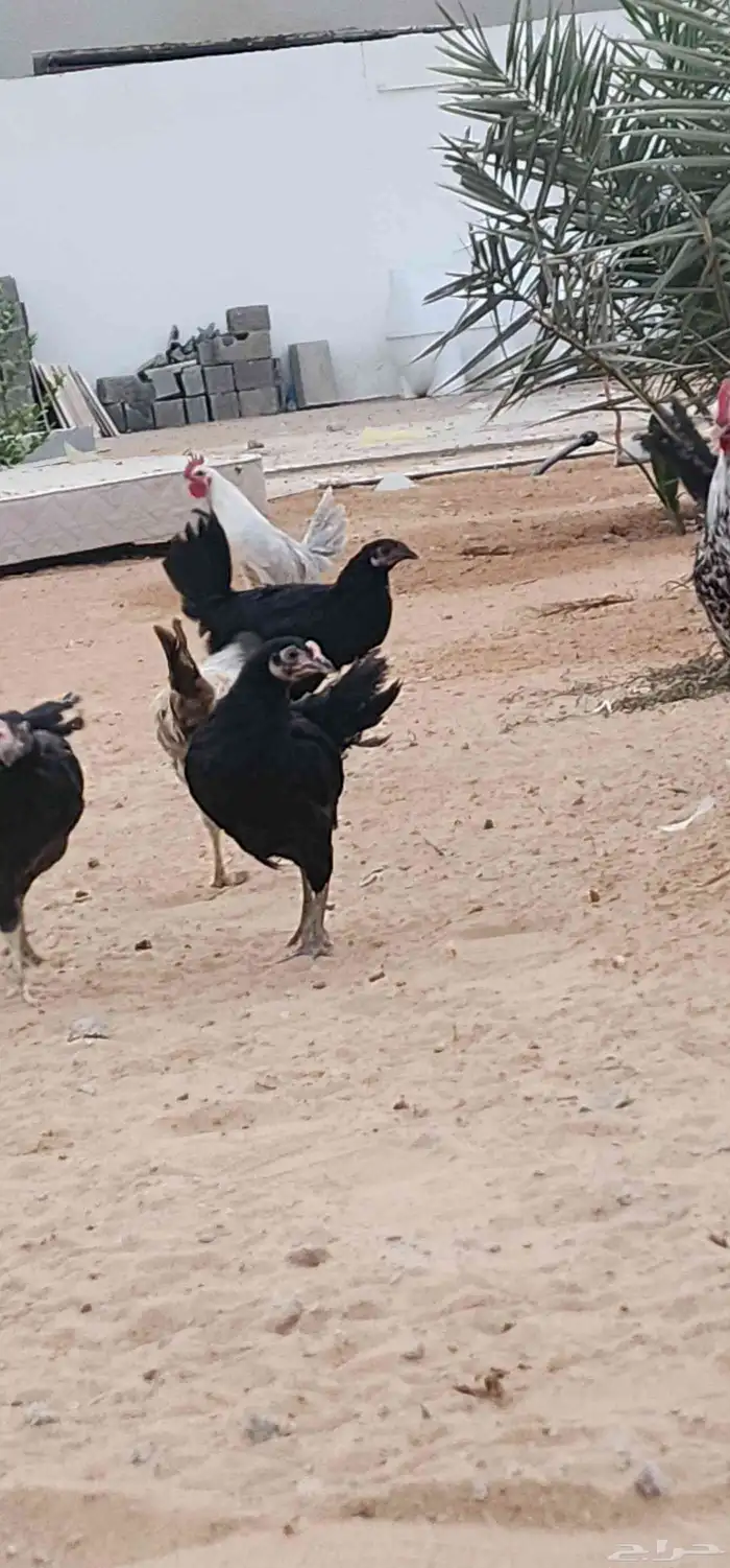 دجاج وديوك بشاير فيوم وفيوم المنيوم وتركي وإندونيسي 11