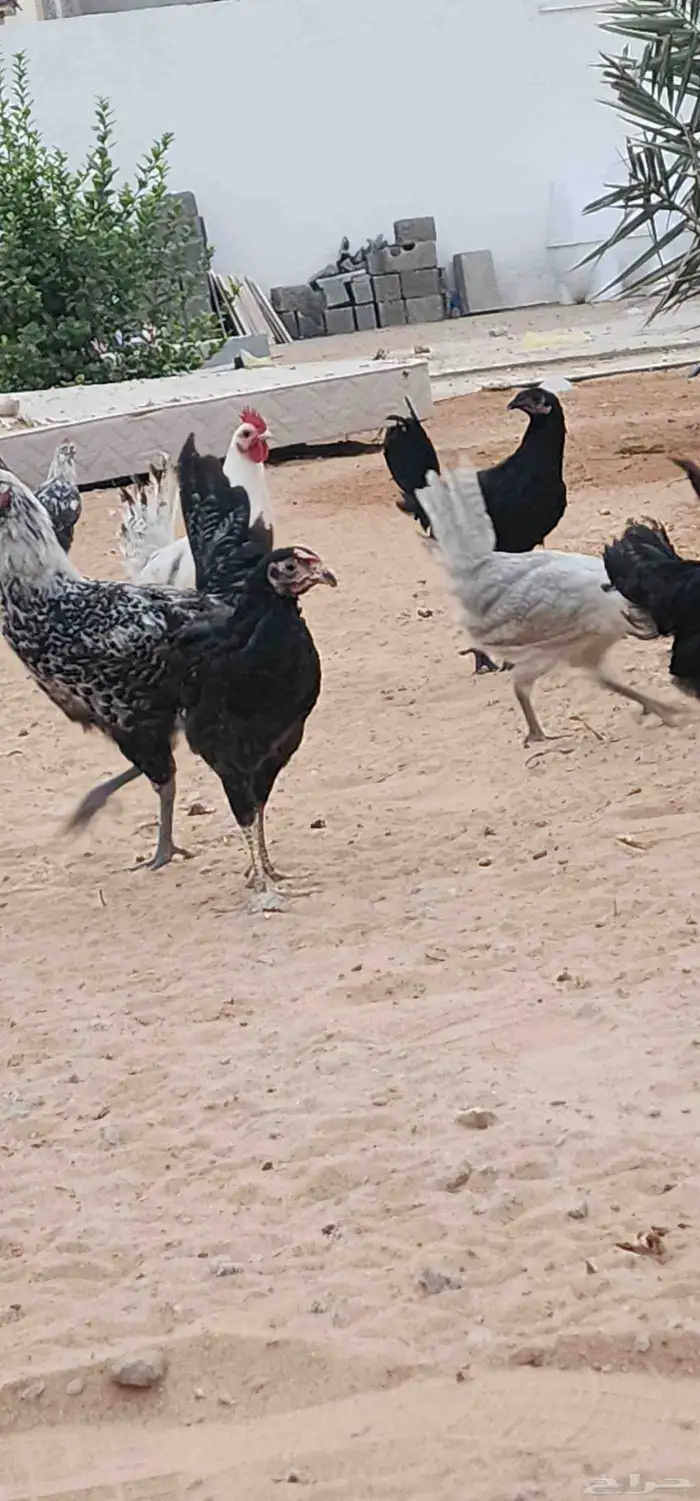 دجاج وديوك بشاير فيوم وفيوم المنيوم وتركي وإندونيسي 10