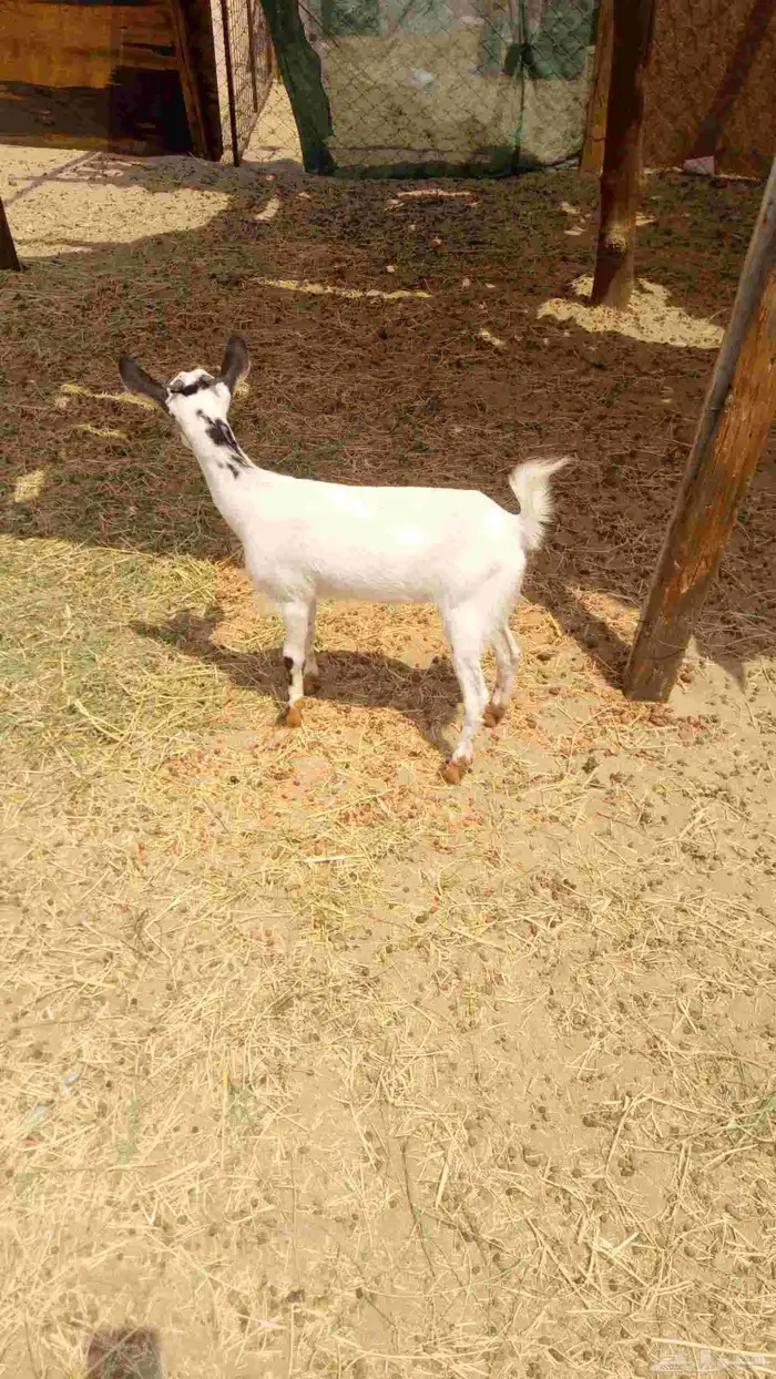 جفره 0