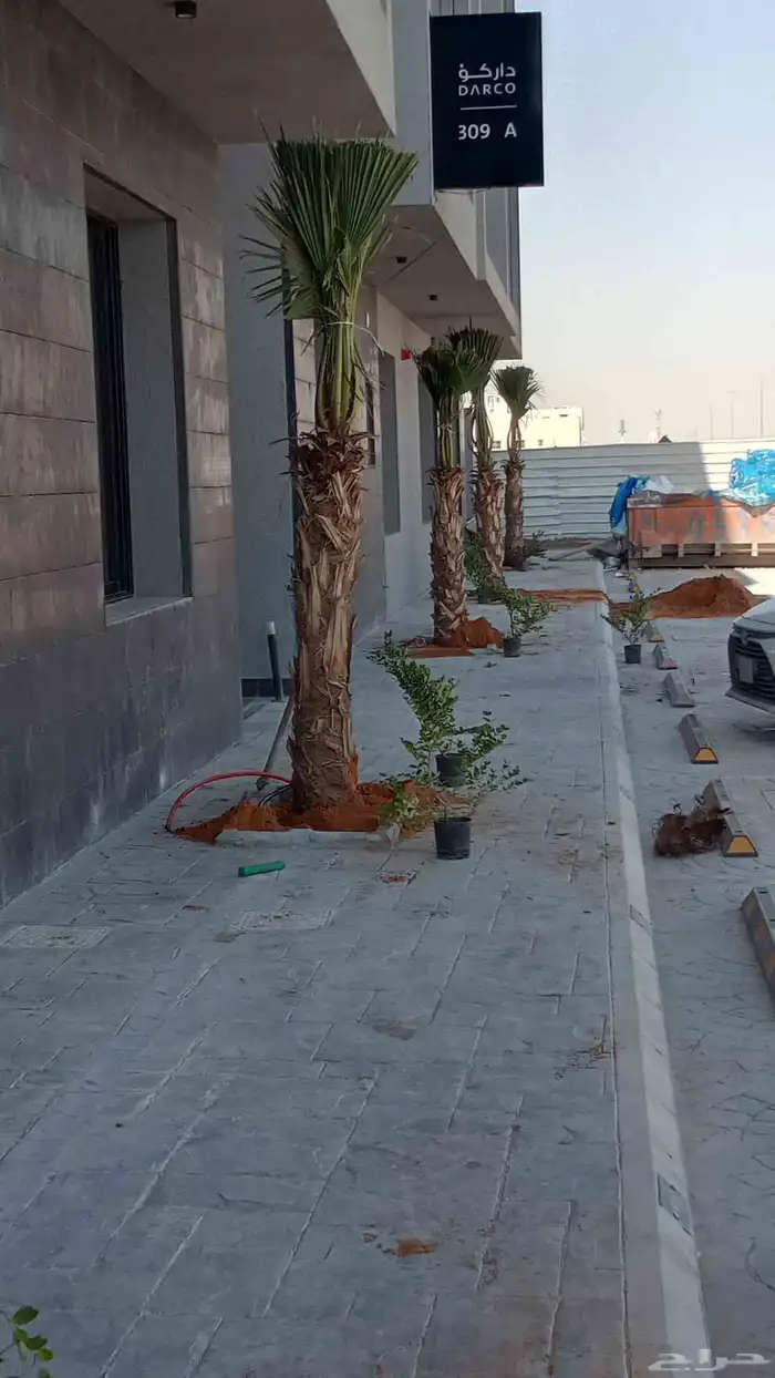 توريد نخيل واشنطن جميع المقاسات في انحا المملكه العربيه السع 4