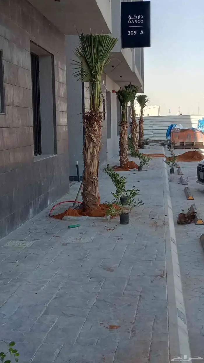 توريد نخيل واشنطن جميع المقاسات في انحا المملكه العربيه السع 3