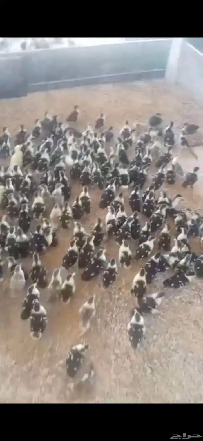صوص بط بلدي او مسكوفي او سوداني للبيع 1