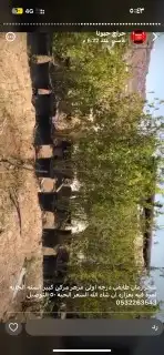 أشجار رمان طايفي درجه اولى 1