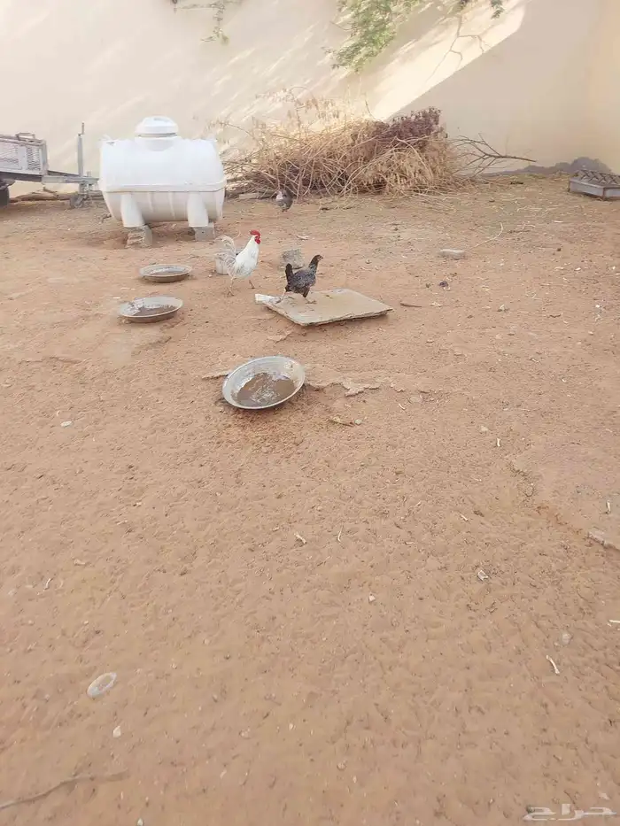ديك ودجاج للبيع 4