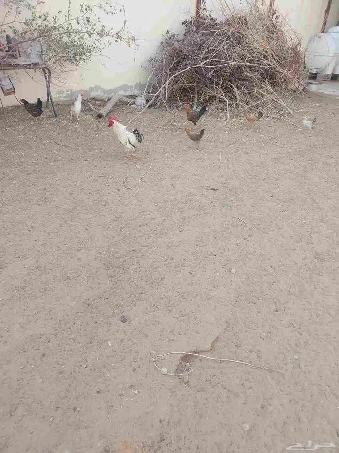 ديك ودجاج للبيع 3