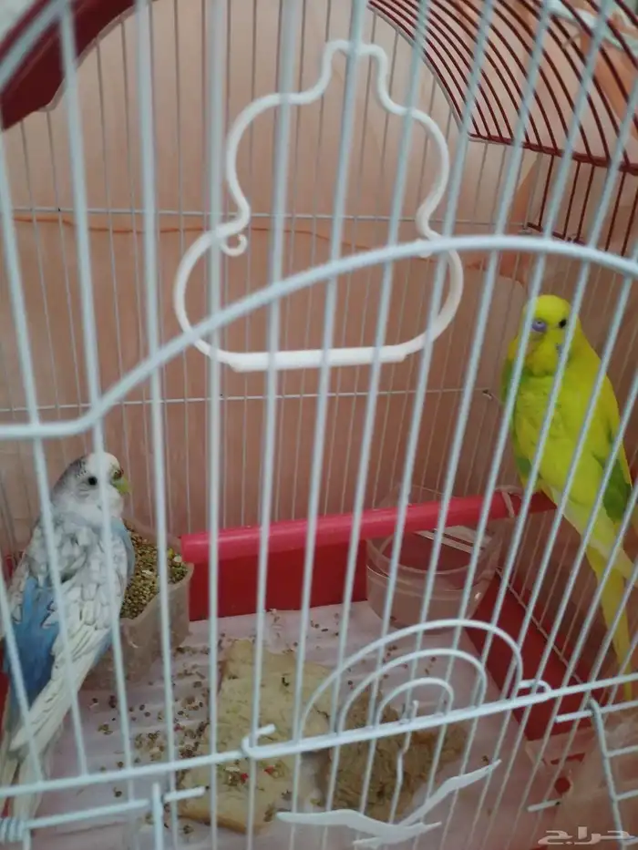 عصافير 0