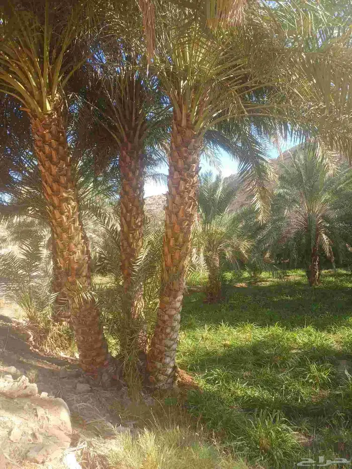 قلع ووبيع وشراء جميع انواع النخيل 1