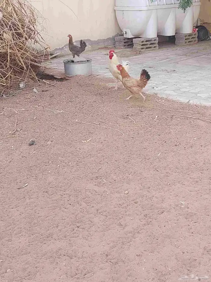 ديك ودجاج للبيع 1