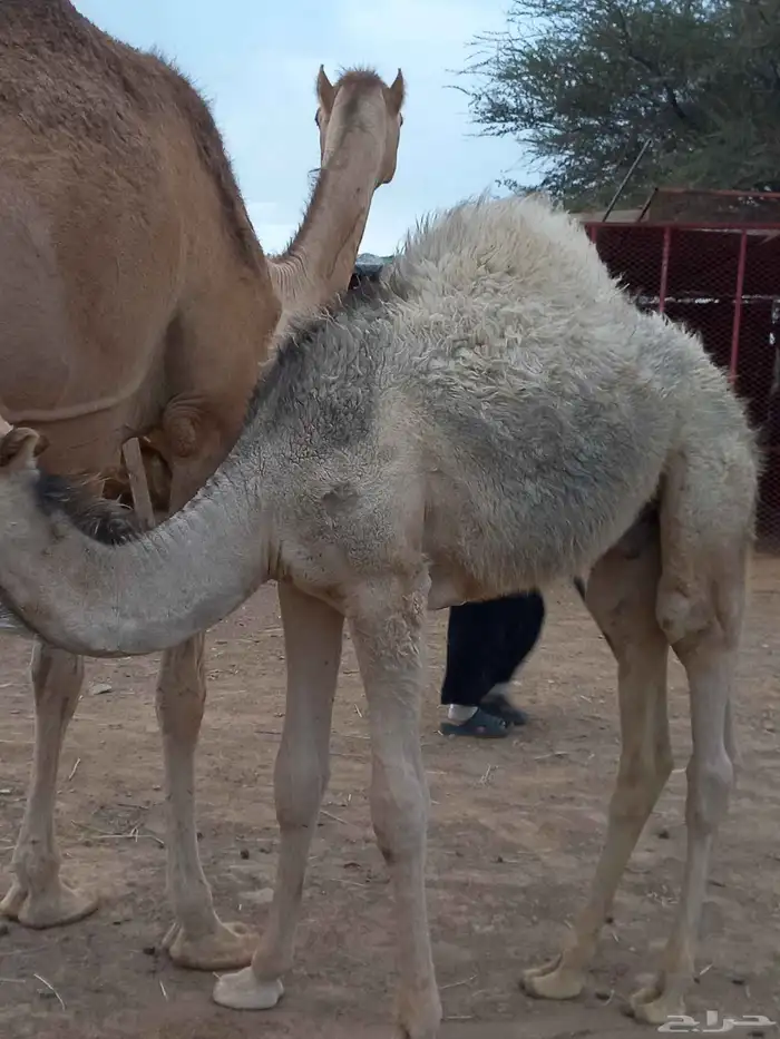 قعودين على حليب امهاتها سمان 7