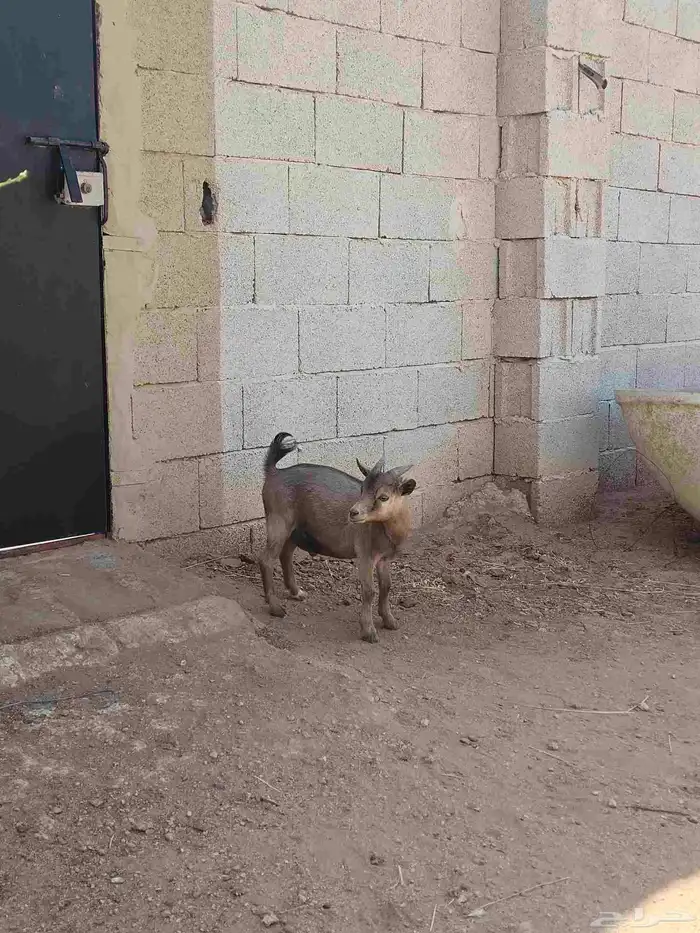 تيس قزمي ست شهور 4